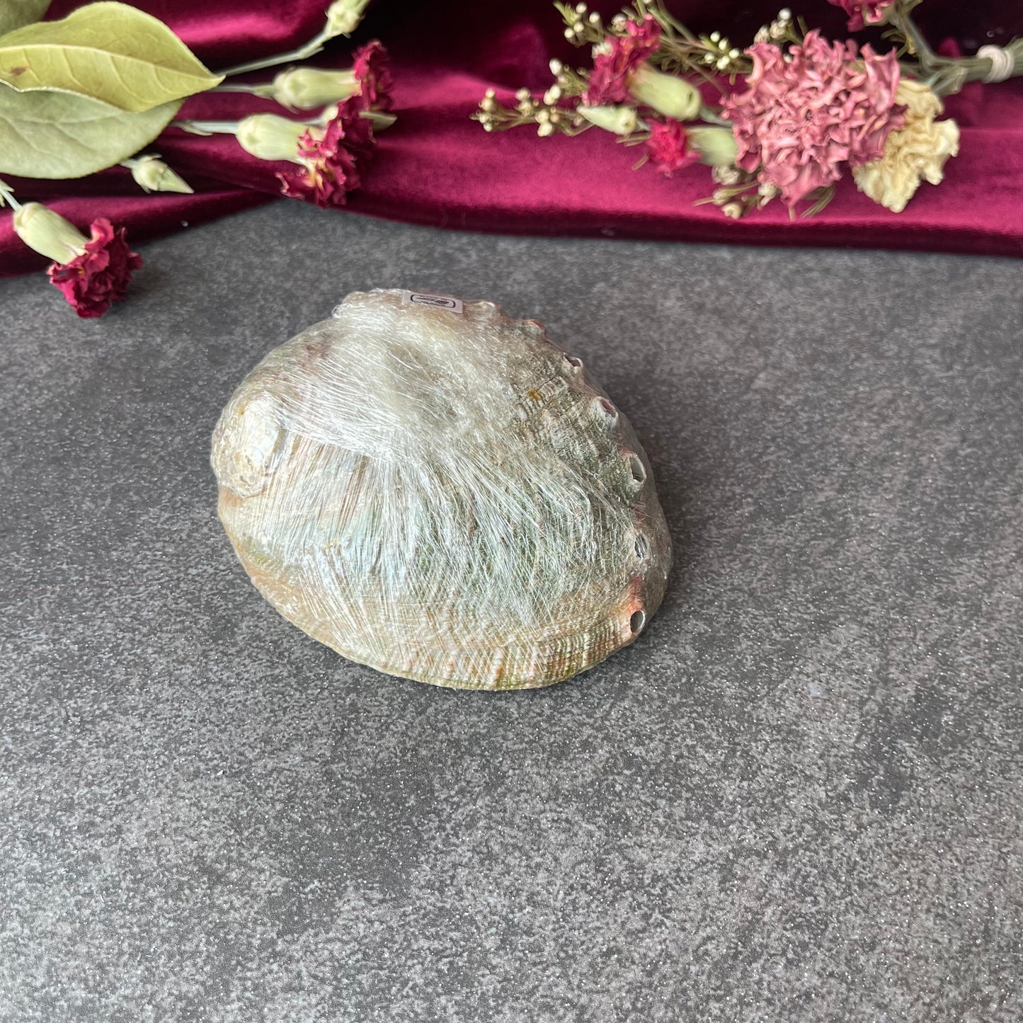 Abalone Shell