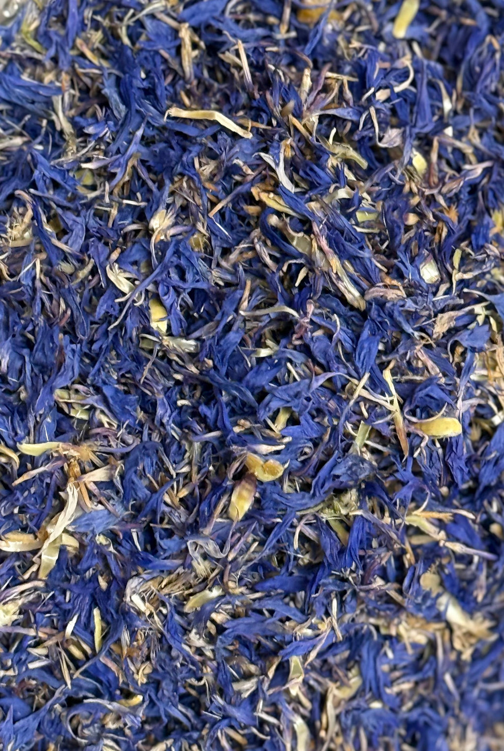 Cornflower