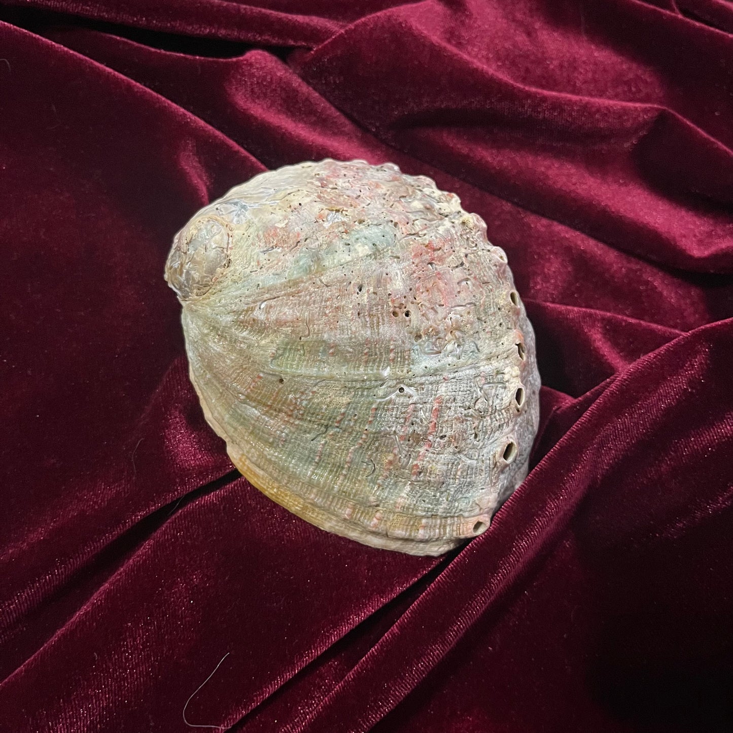 Abalone Shell